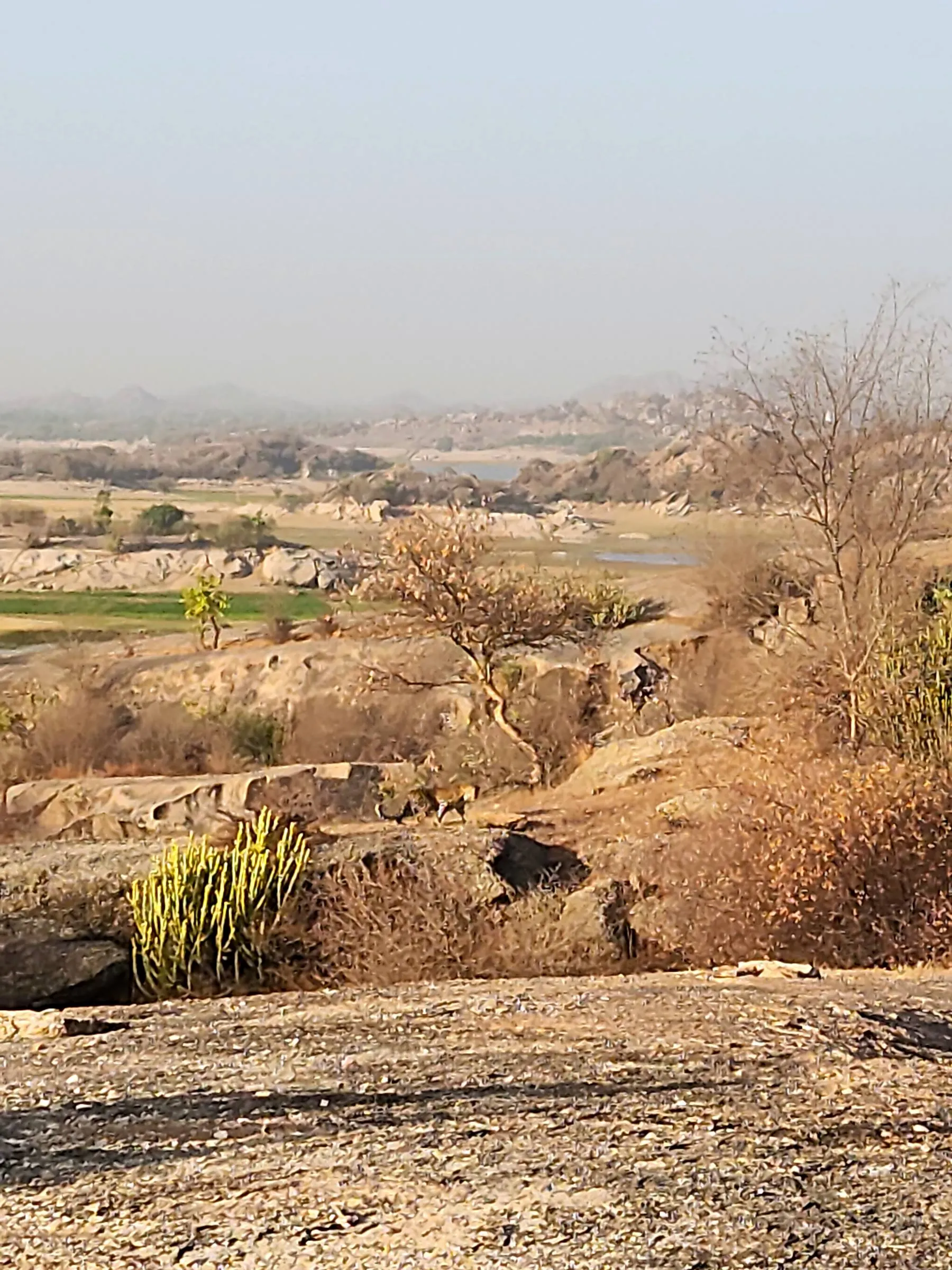 Granite boulder country around Jawai just after sunrise — green fields below and the dam glinting in the haze beyond