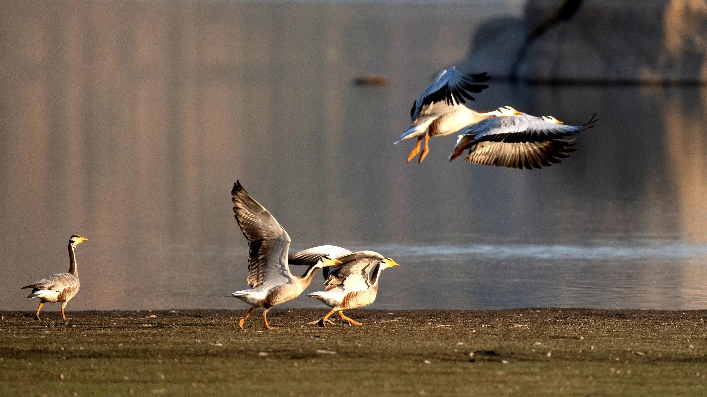 Bar-headed geese lifting off the shallows at Jawai dam in low morning sun