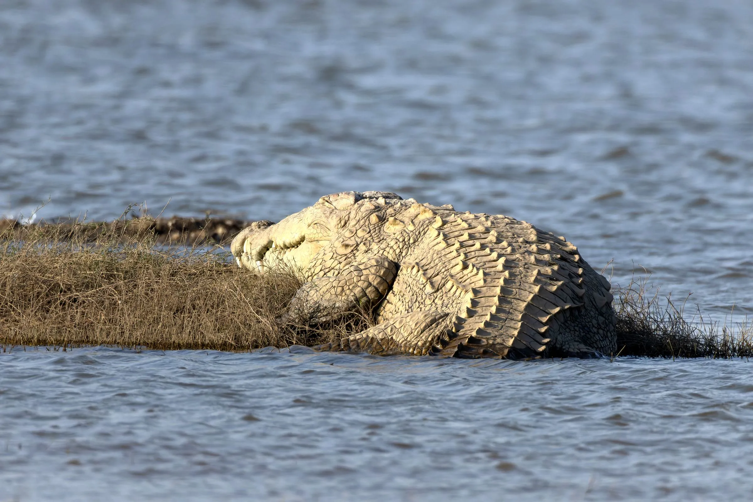 A mugger crocodile hauled out on a low grass bar at Jawai Bandh, its ridged back catching the light