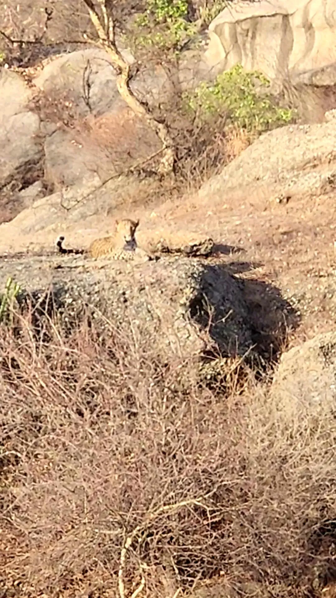 A leopard lying out on a granite shelf in the morning sun, tail curled behind it