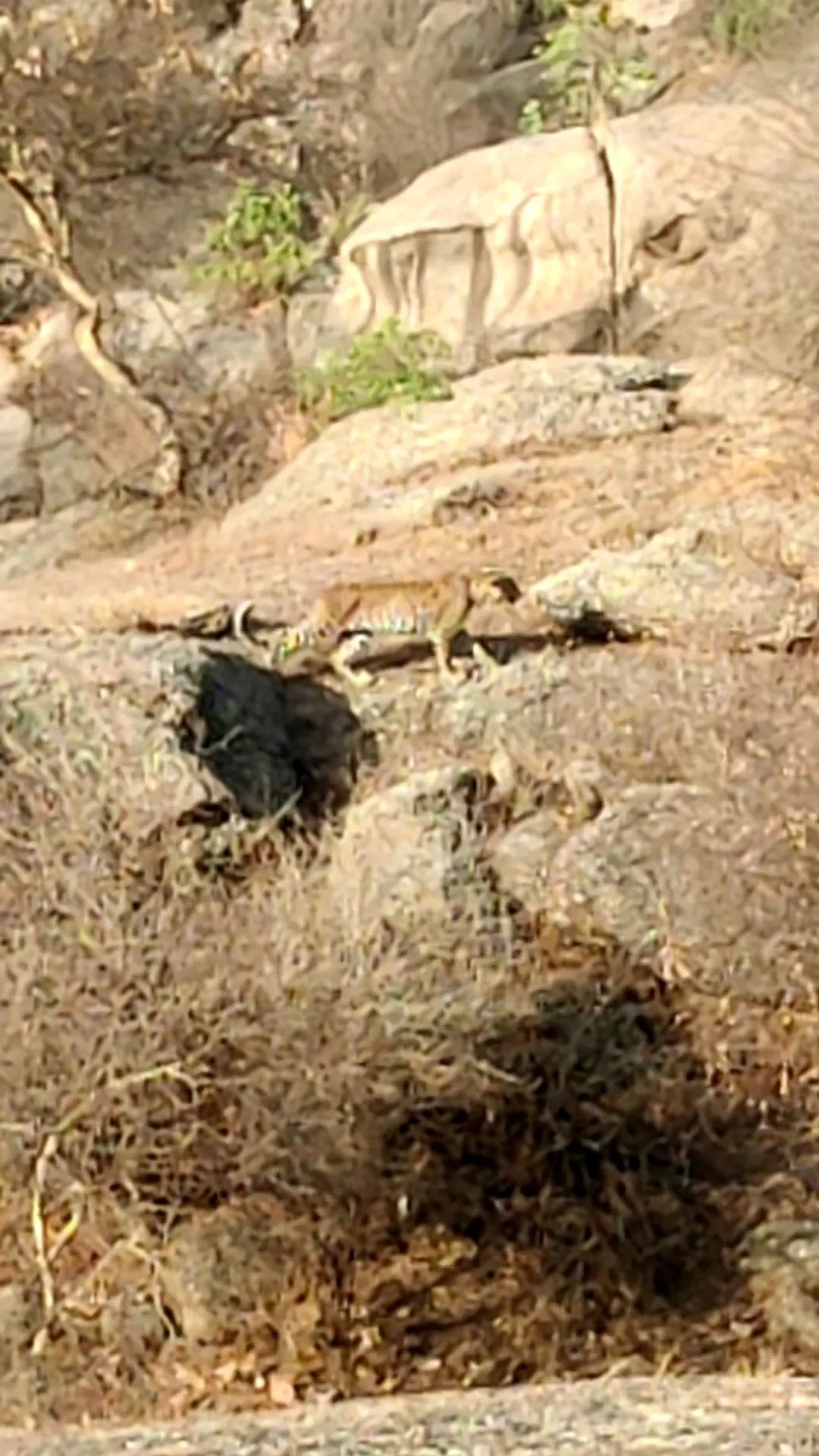 A leopard walking the top of a rock ridge, picked out against the bare hillside
